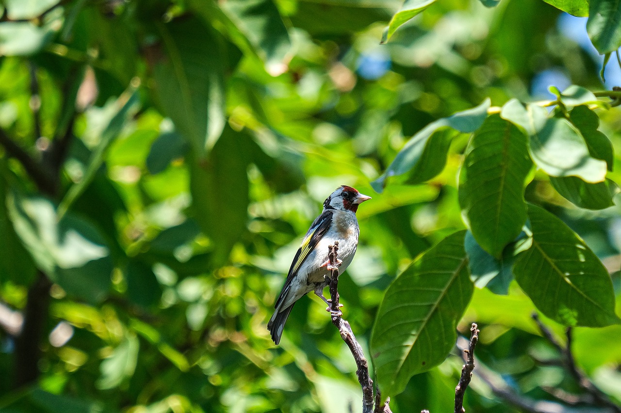 The Role of Ecotourism in Conserving Biodiversity